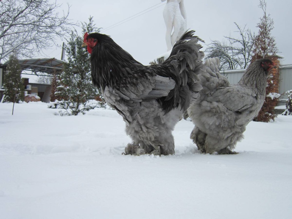 Брама голубой лосось