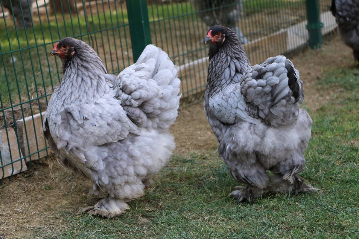 Брама светлая куропатчатая