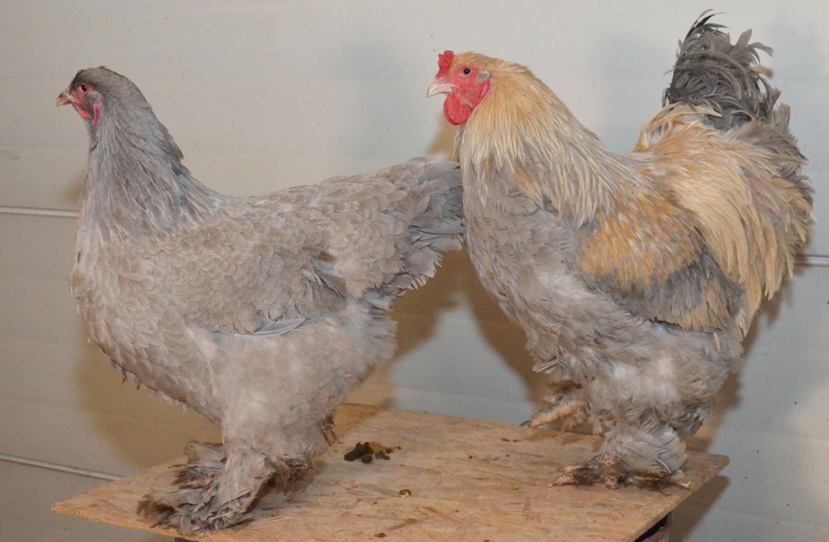 Куры Брама голубая