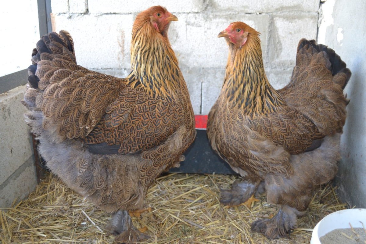 Брама куропатчатая