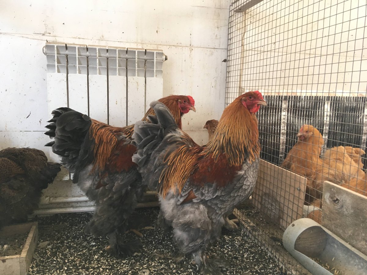 Брама карликовая куропатчатая