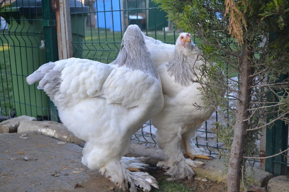 Брама лимонно голубая