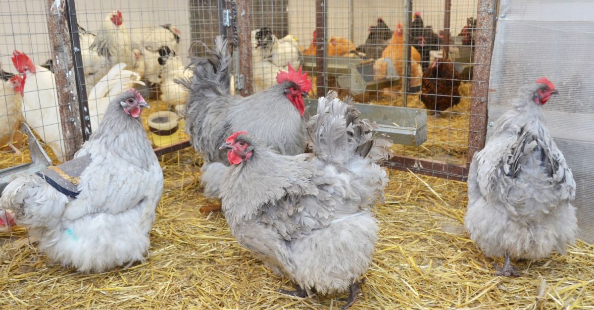 Вольеры для кур кохинхин
