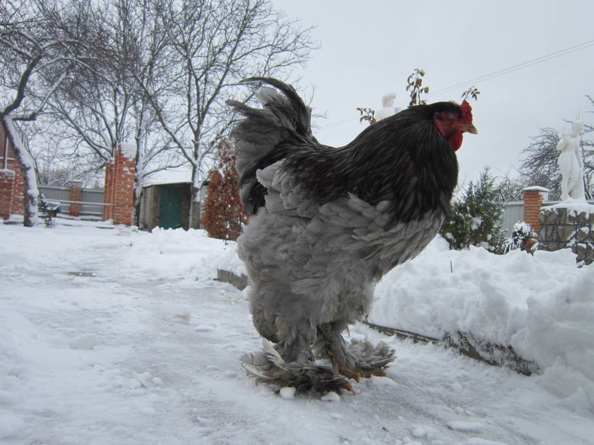 Брама голубая