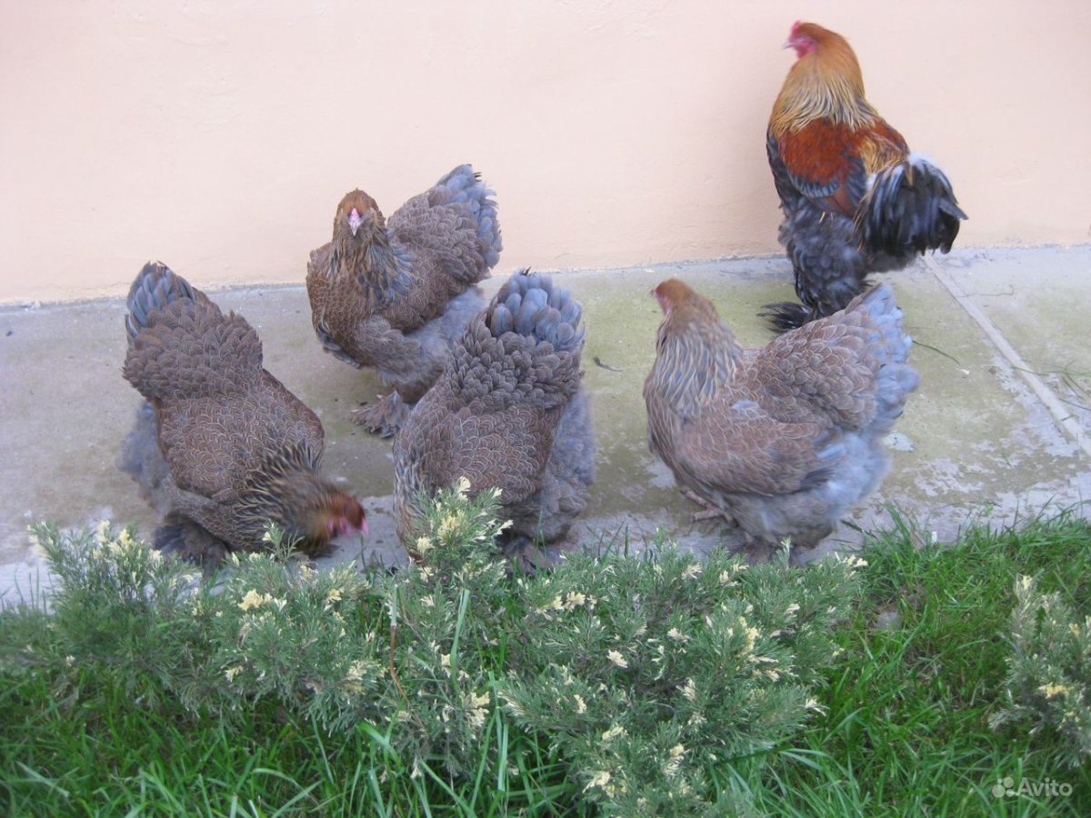 Брама голубо куропатчатая