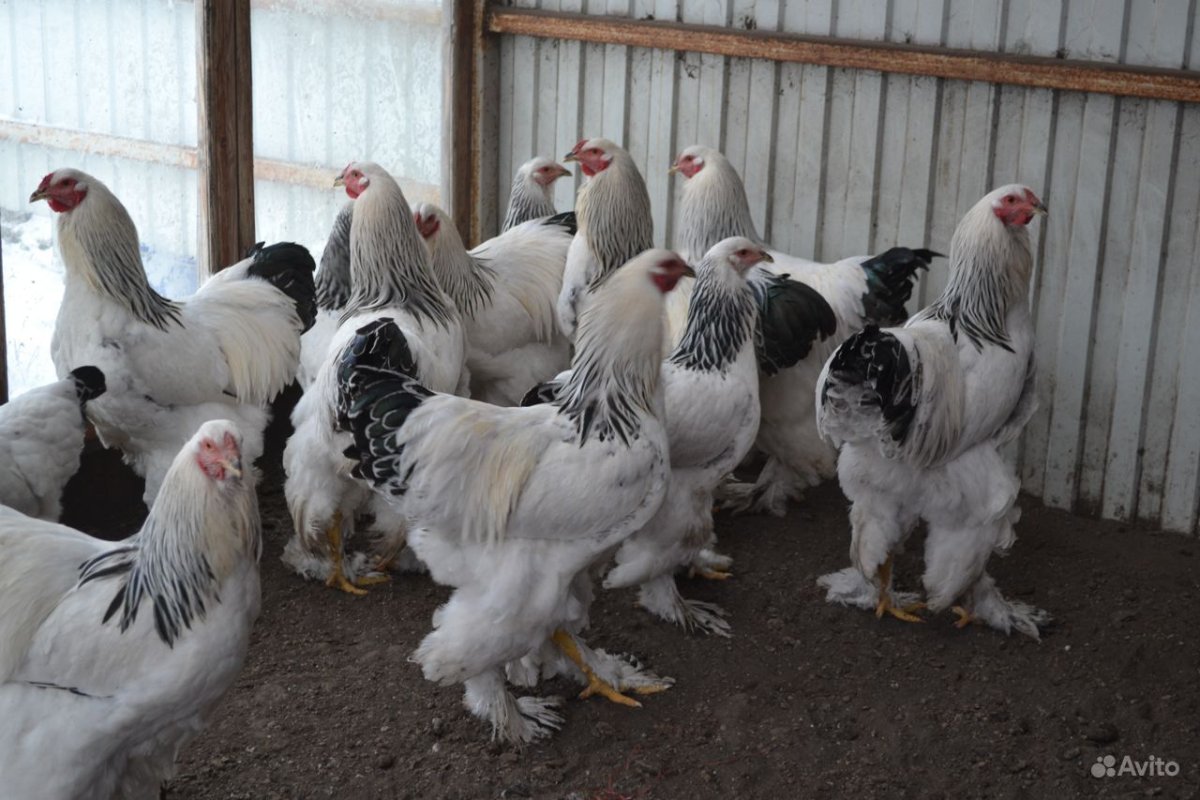 Цветной Брама курица