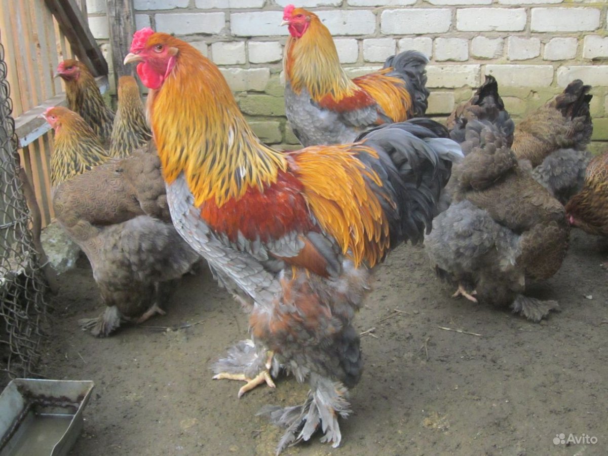 Брама светлая куропатчатая