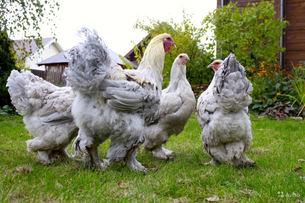 Брама Изабель куры