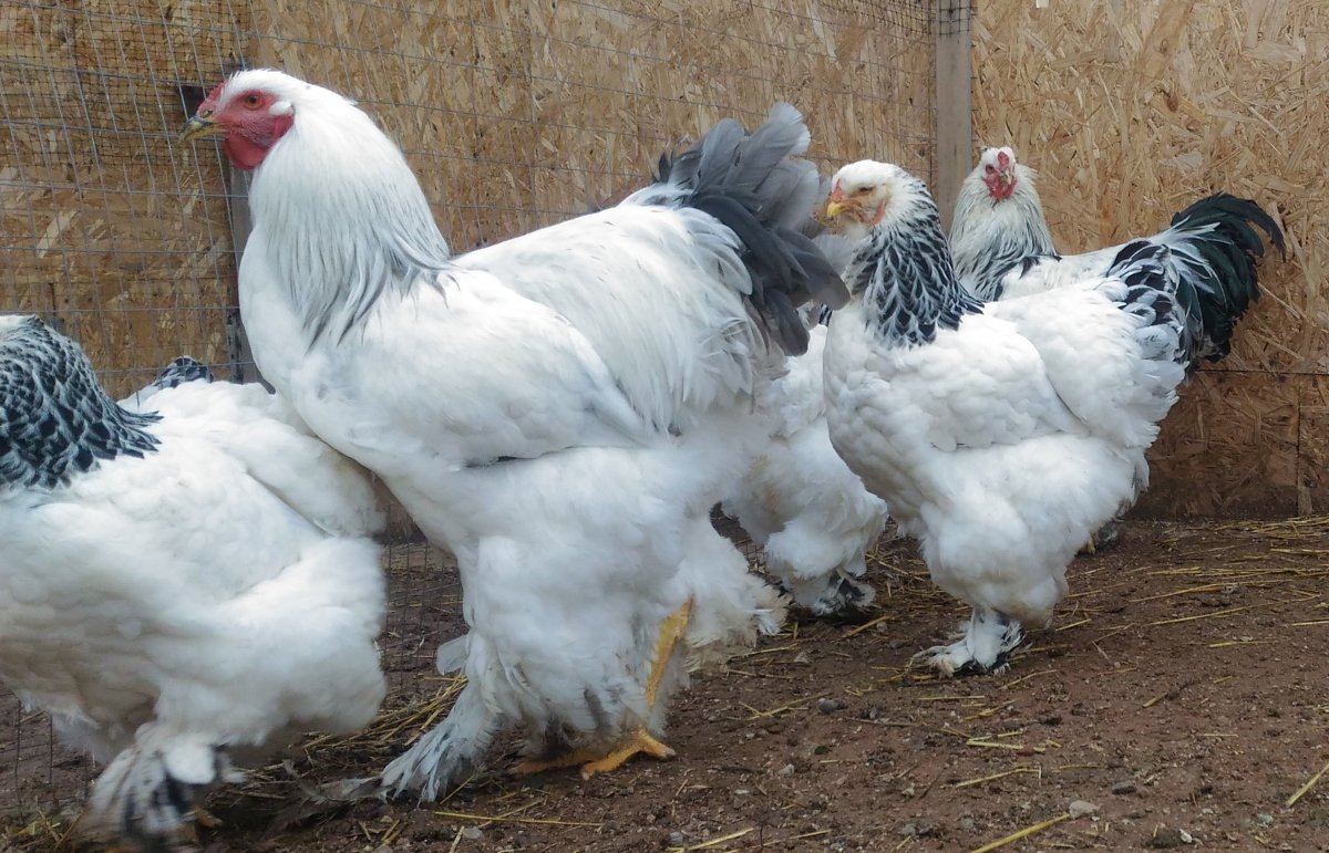 Брама светлая голубая