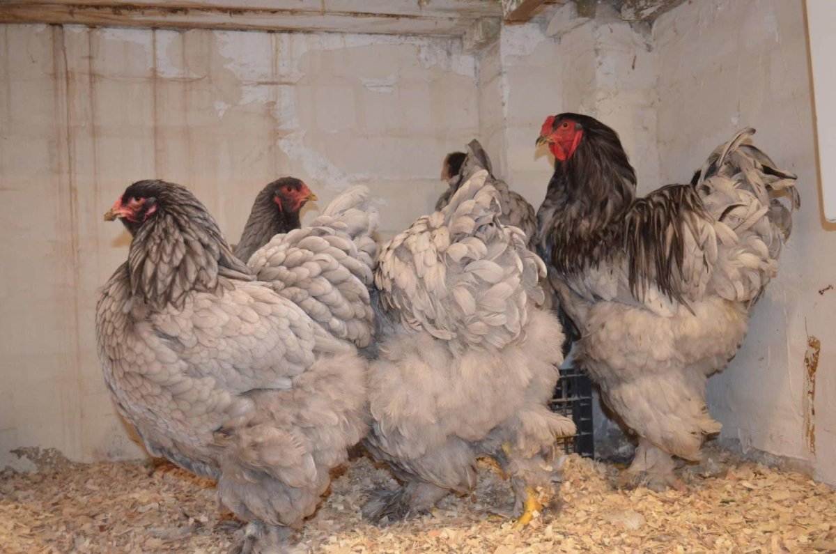 Цыплята голубой брамы