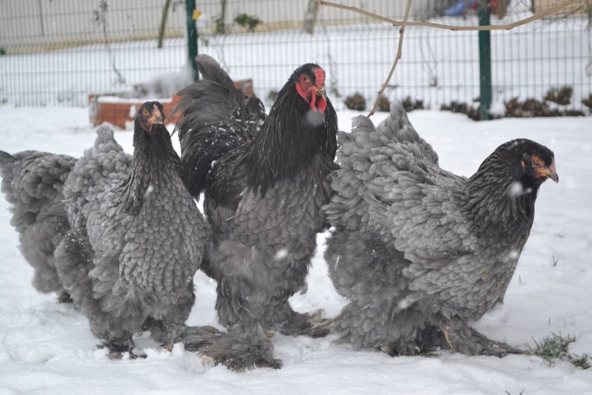 Брама куропатчатая голубоокаймленная
