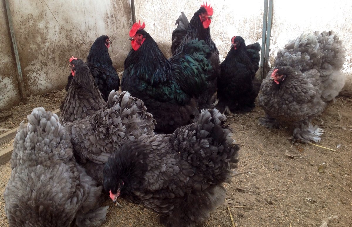 Кохинхин черный порода кур