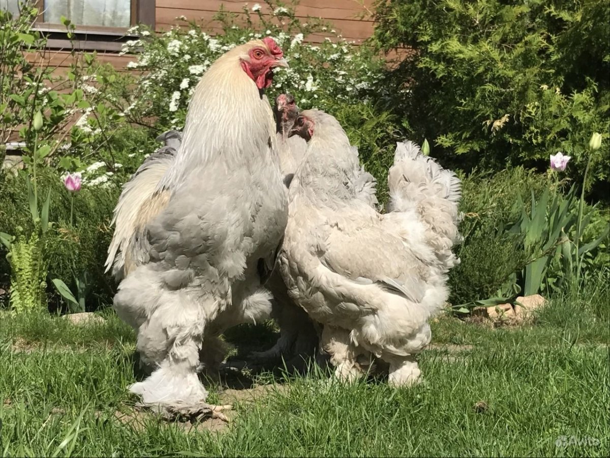 Брама Изабель куры