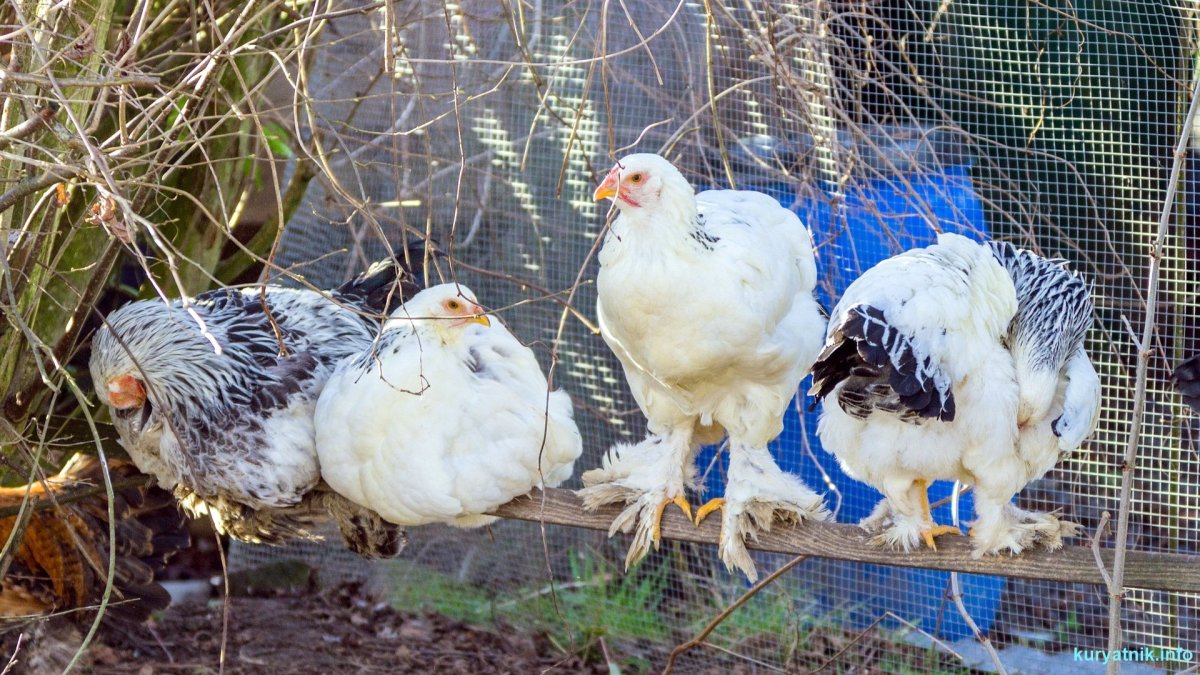 Птичий рынок куры