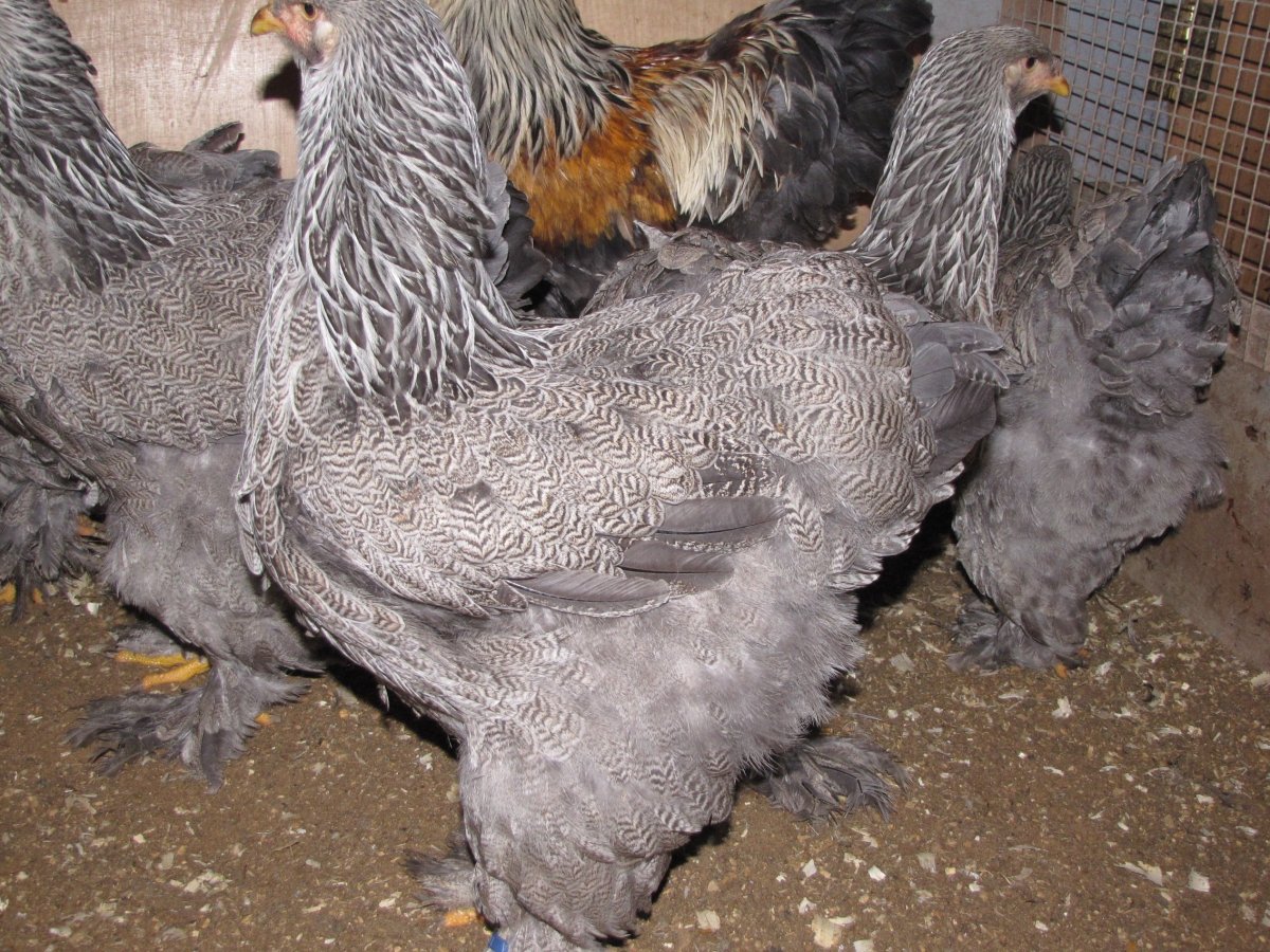 Брама курица минорка