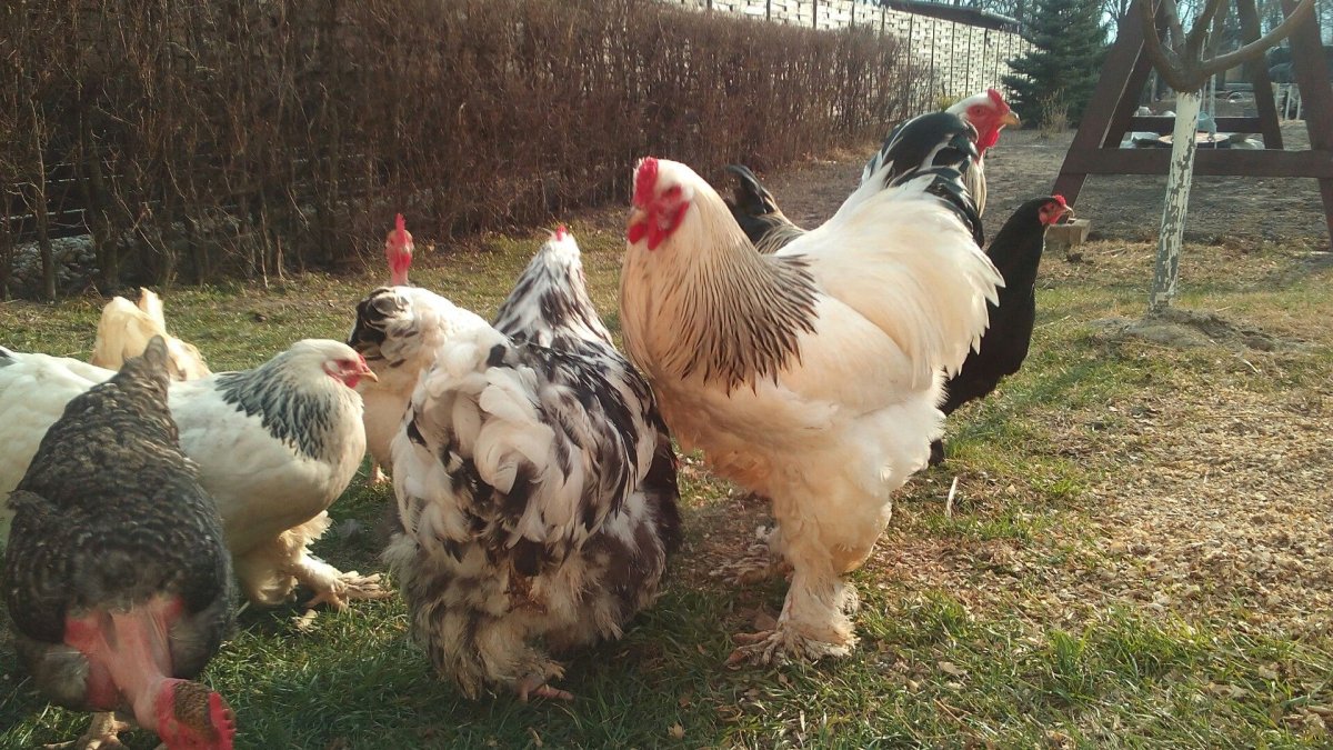 Columbian Brahma Roosters born