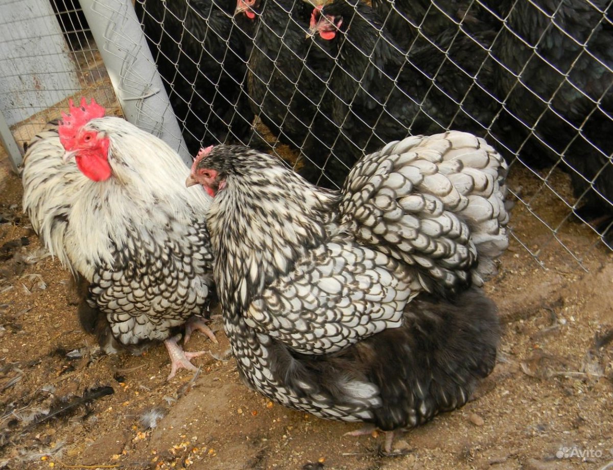 Брама кохинхин