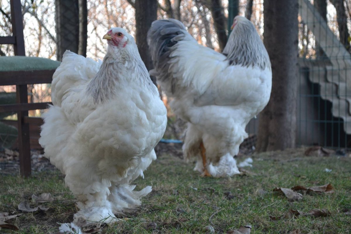 Фавероль колумбийская