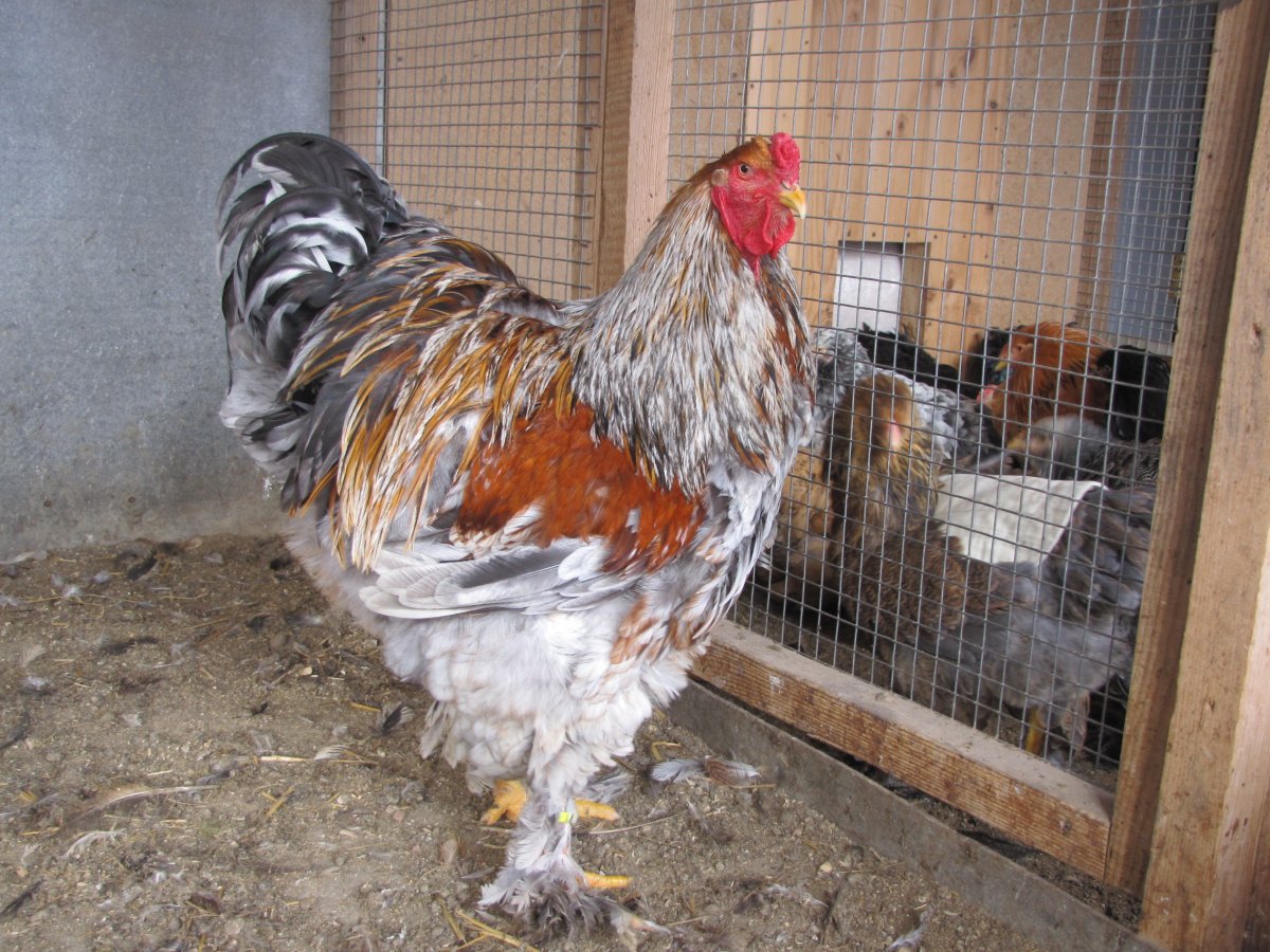 Брама голубокуропатчатая Сплеш