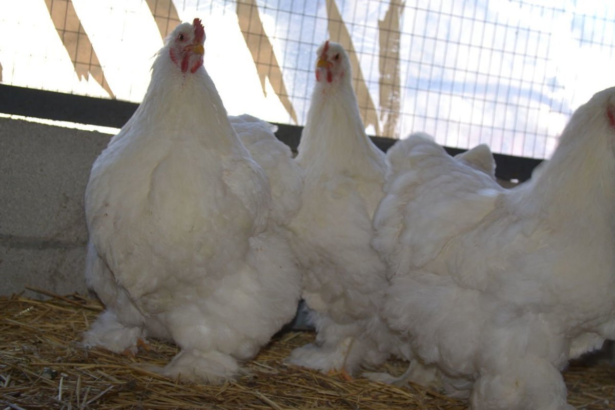 Брама светлая голубо колумбийская