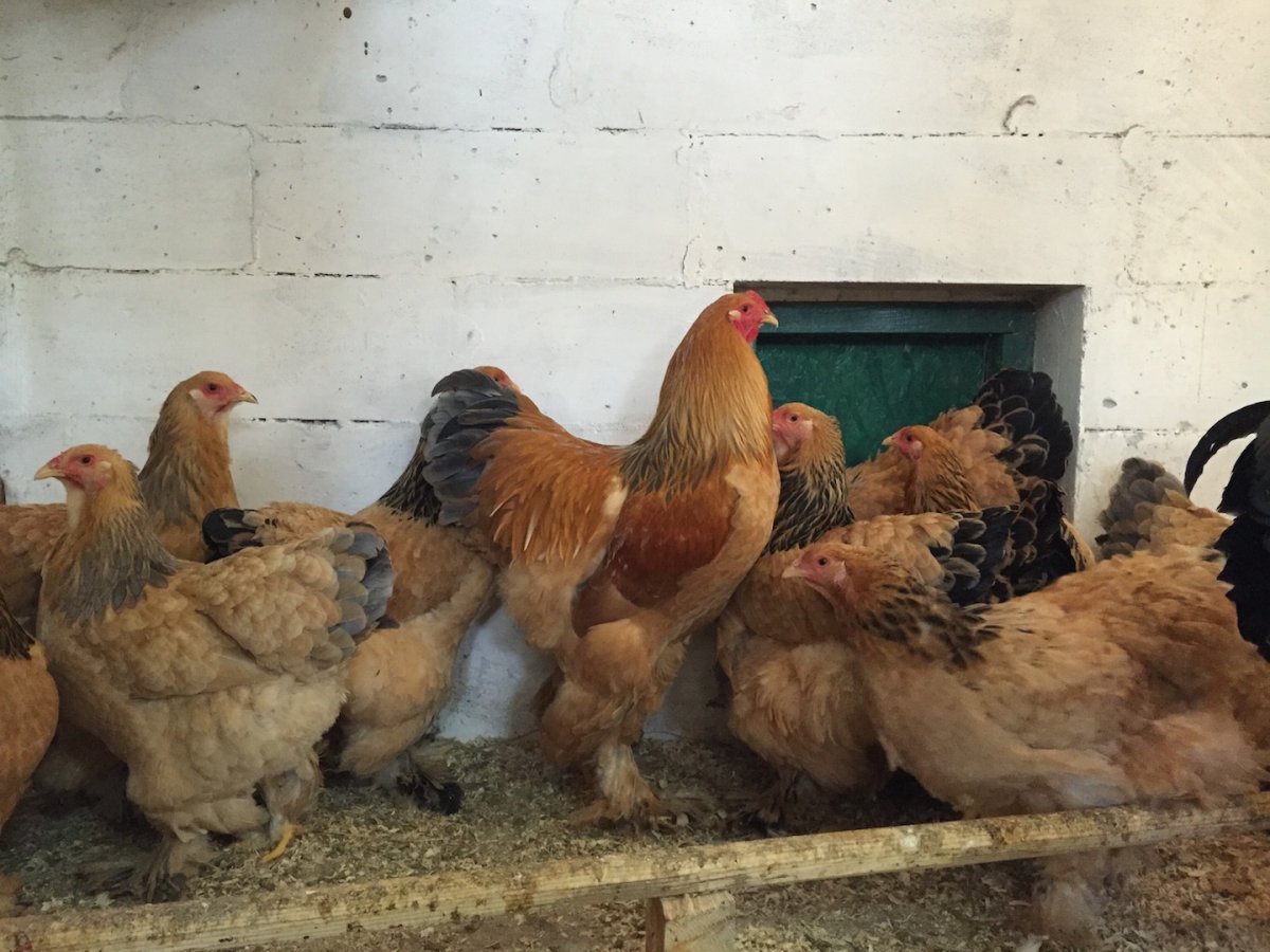 Куры Брама палевая