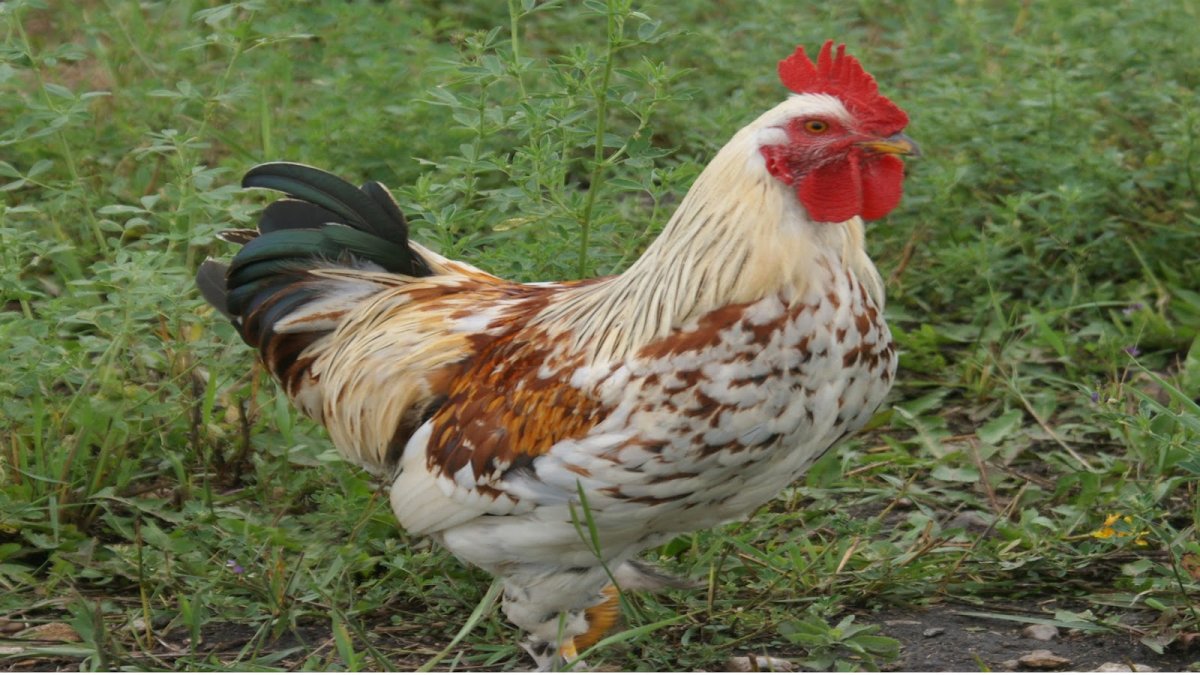 Долгоиграющая курица