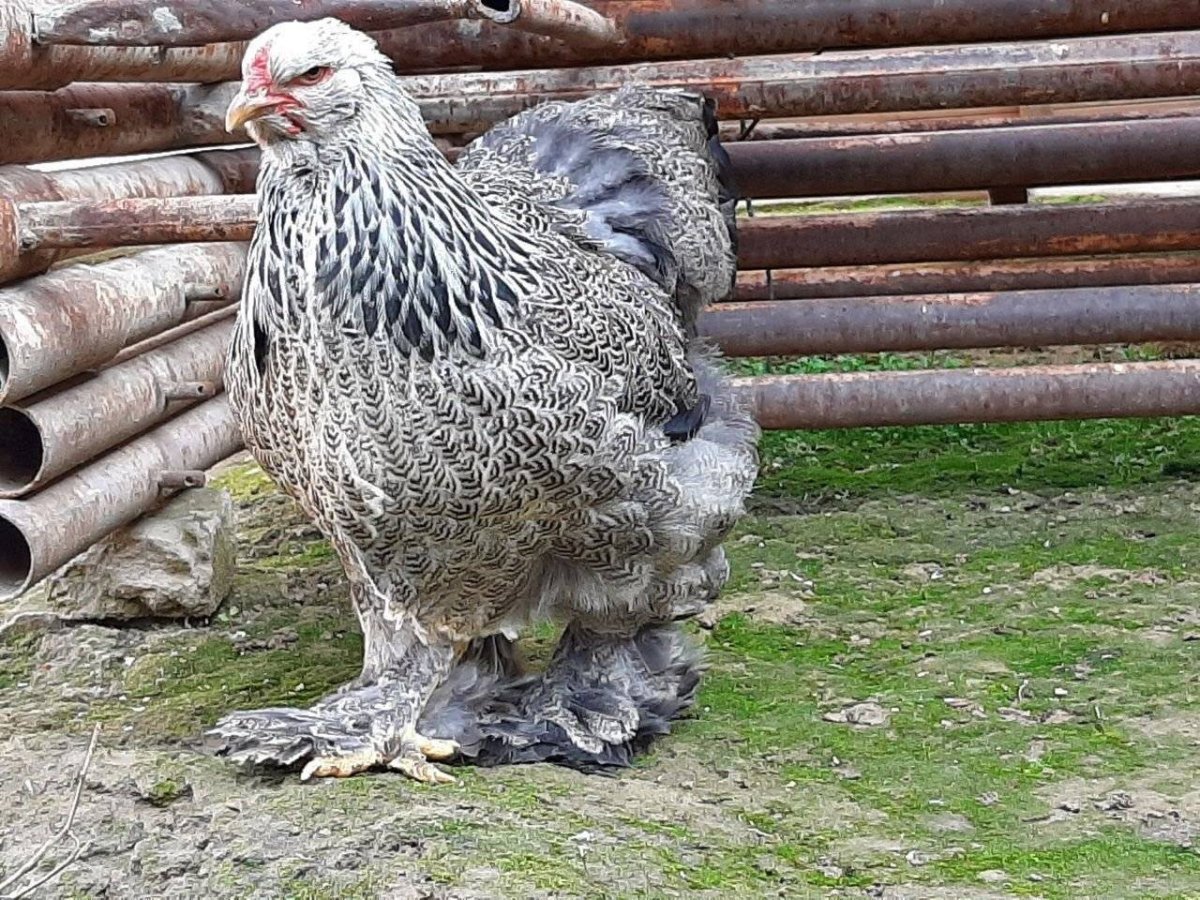 Брама ТОВУКЛАРИ