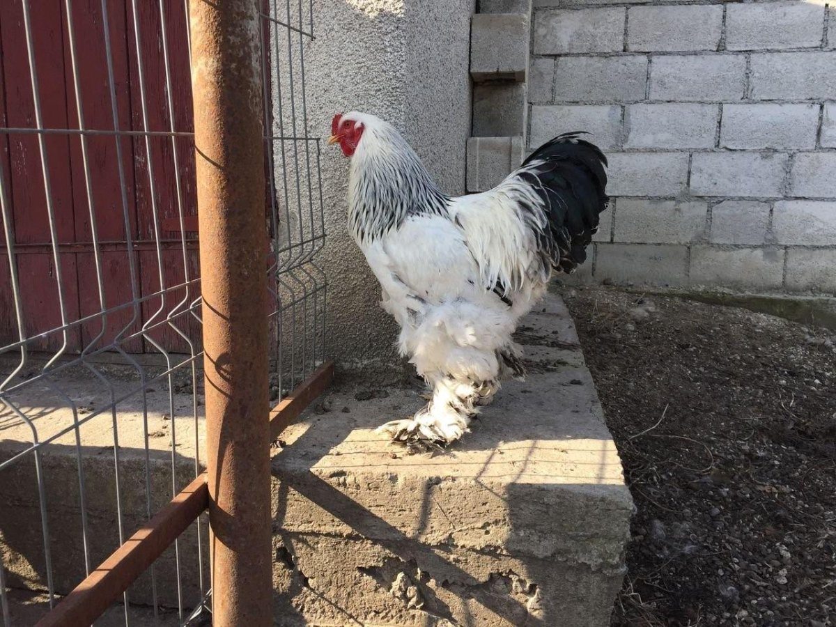 Брама светлая