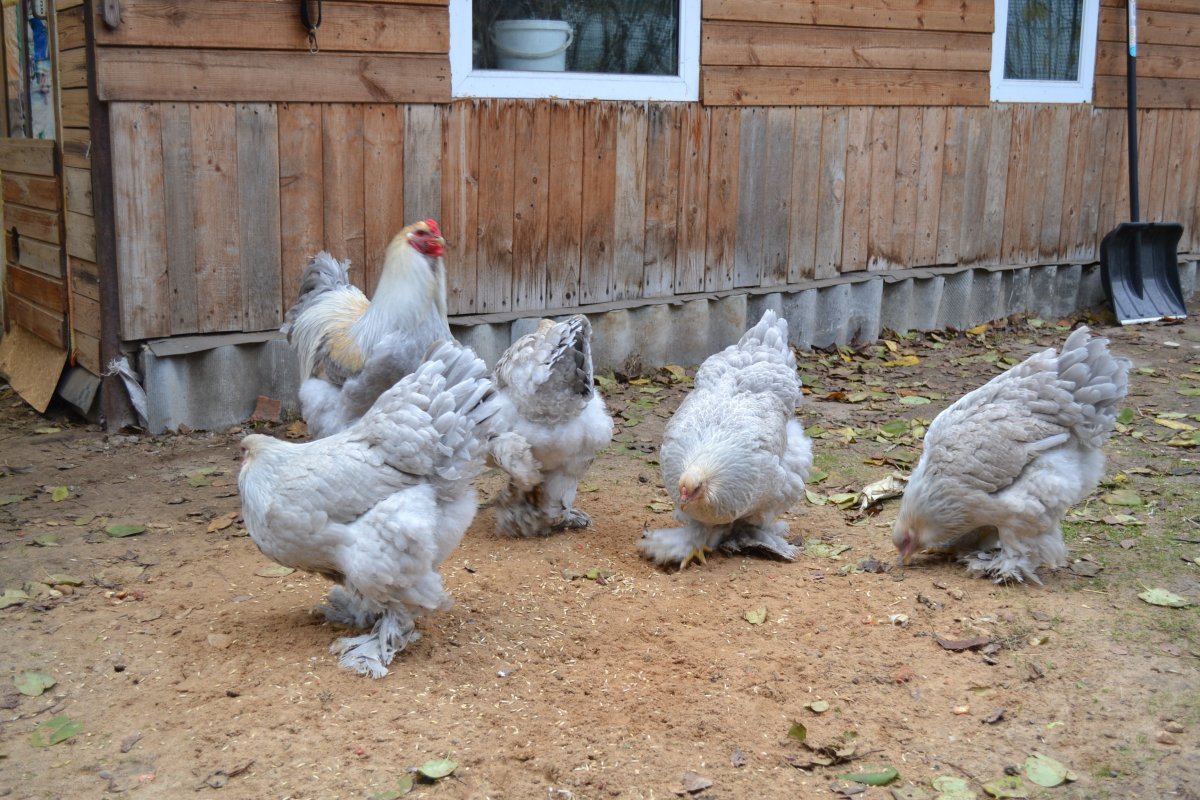 Кот породы Брама