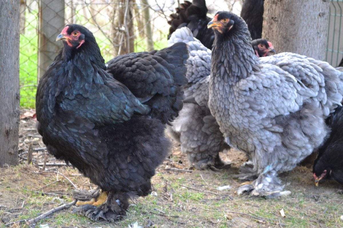 Брама куропатчатая