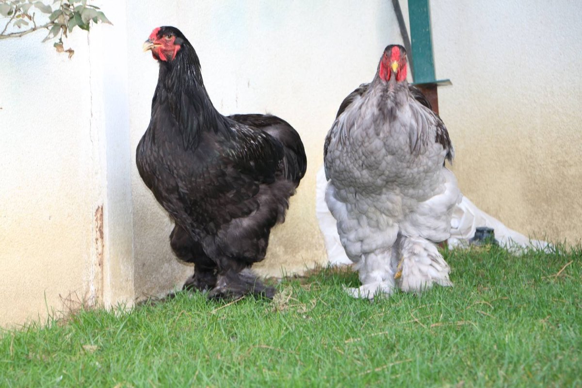 Петух породы Брама черный