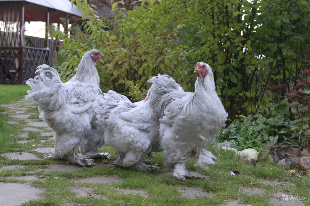 Брама Изабель куры