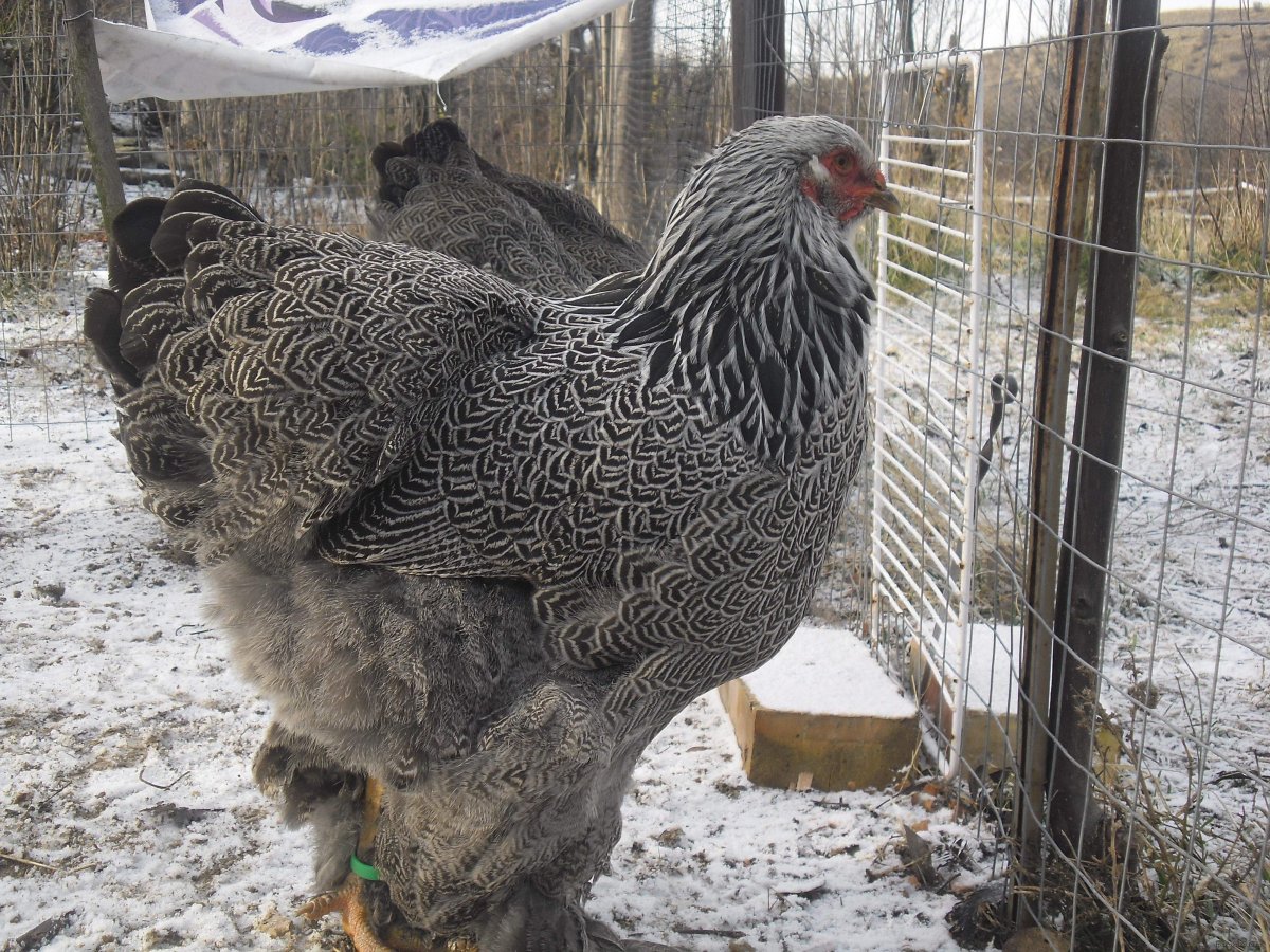 Брама палевая куропатчатая