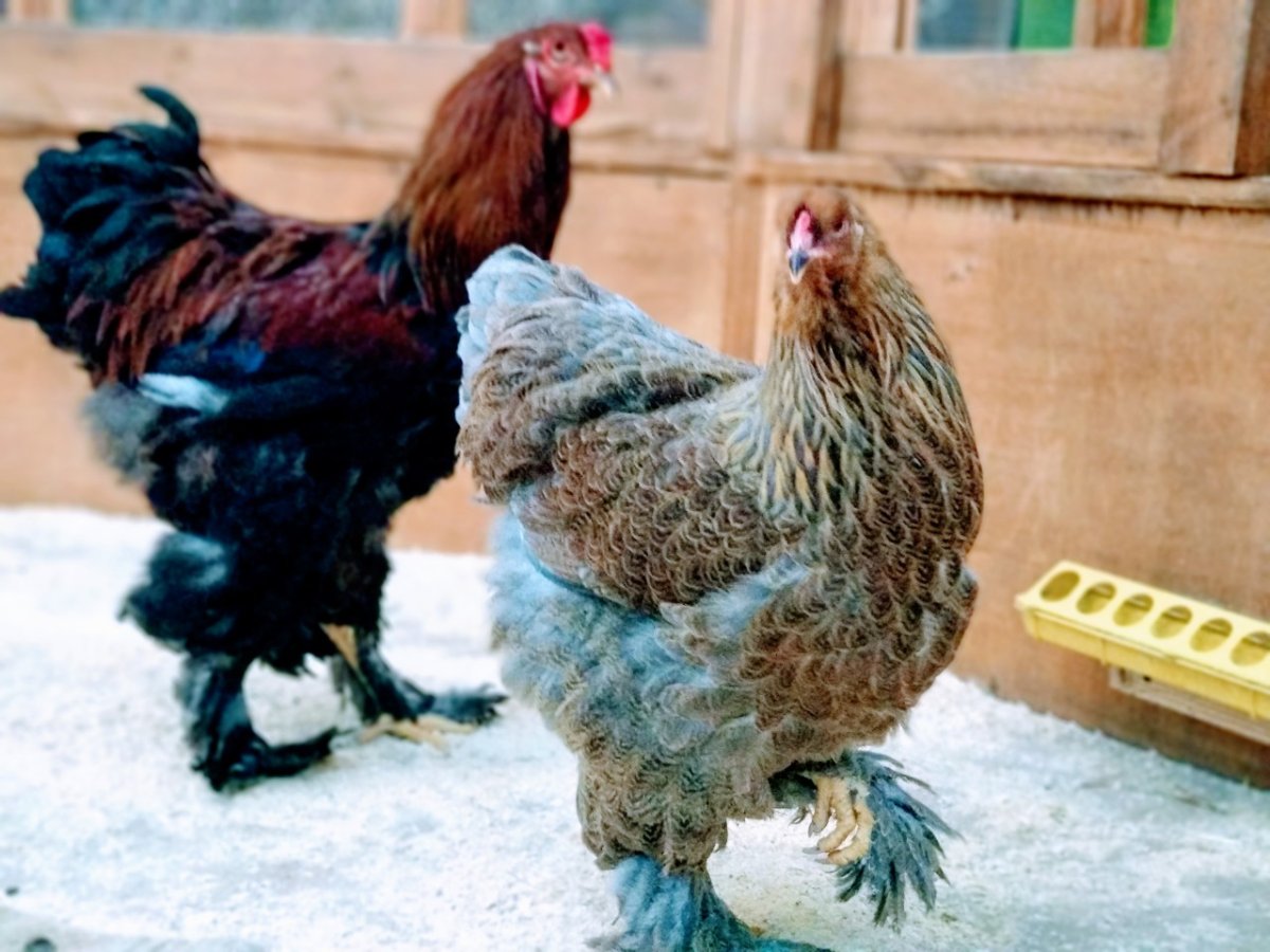 Куры Брама великаны