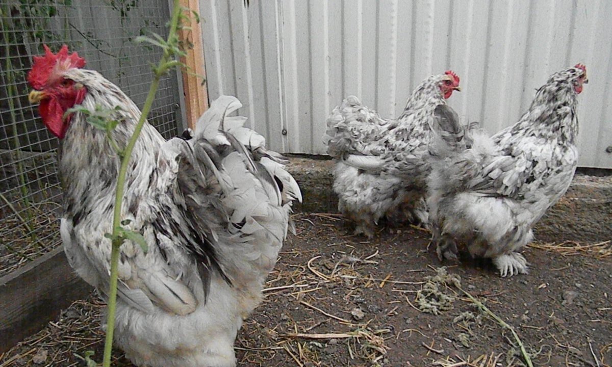Куры кохинхины Брама орпингтоны
