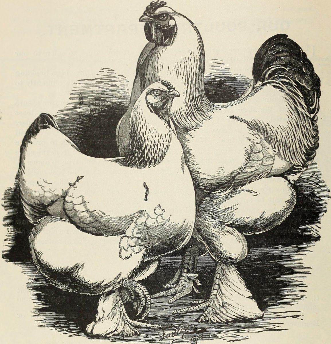 Куры Брахмапутра