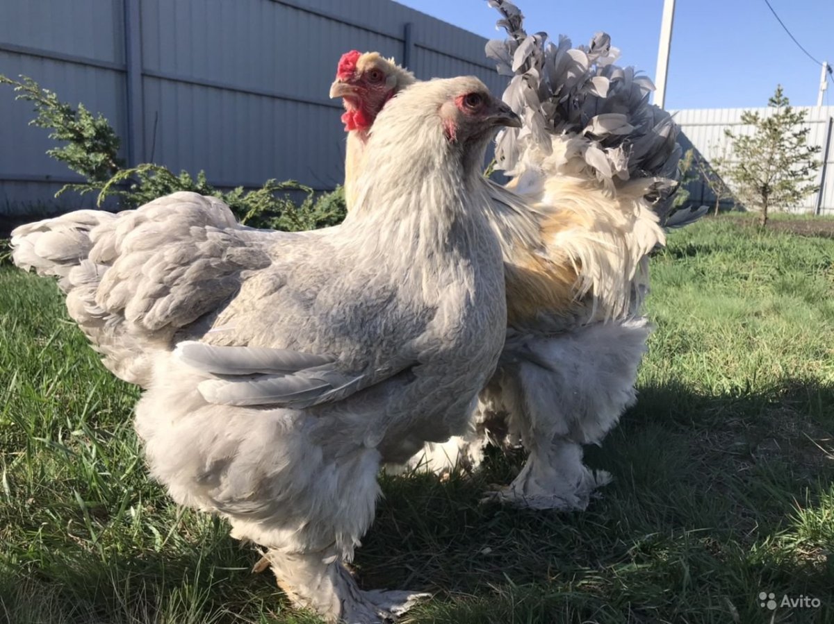 Куры Брама Изабелла