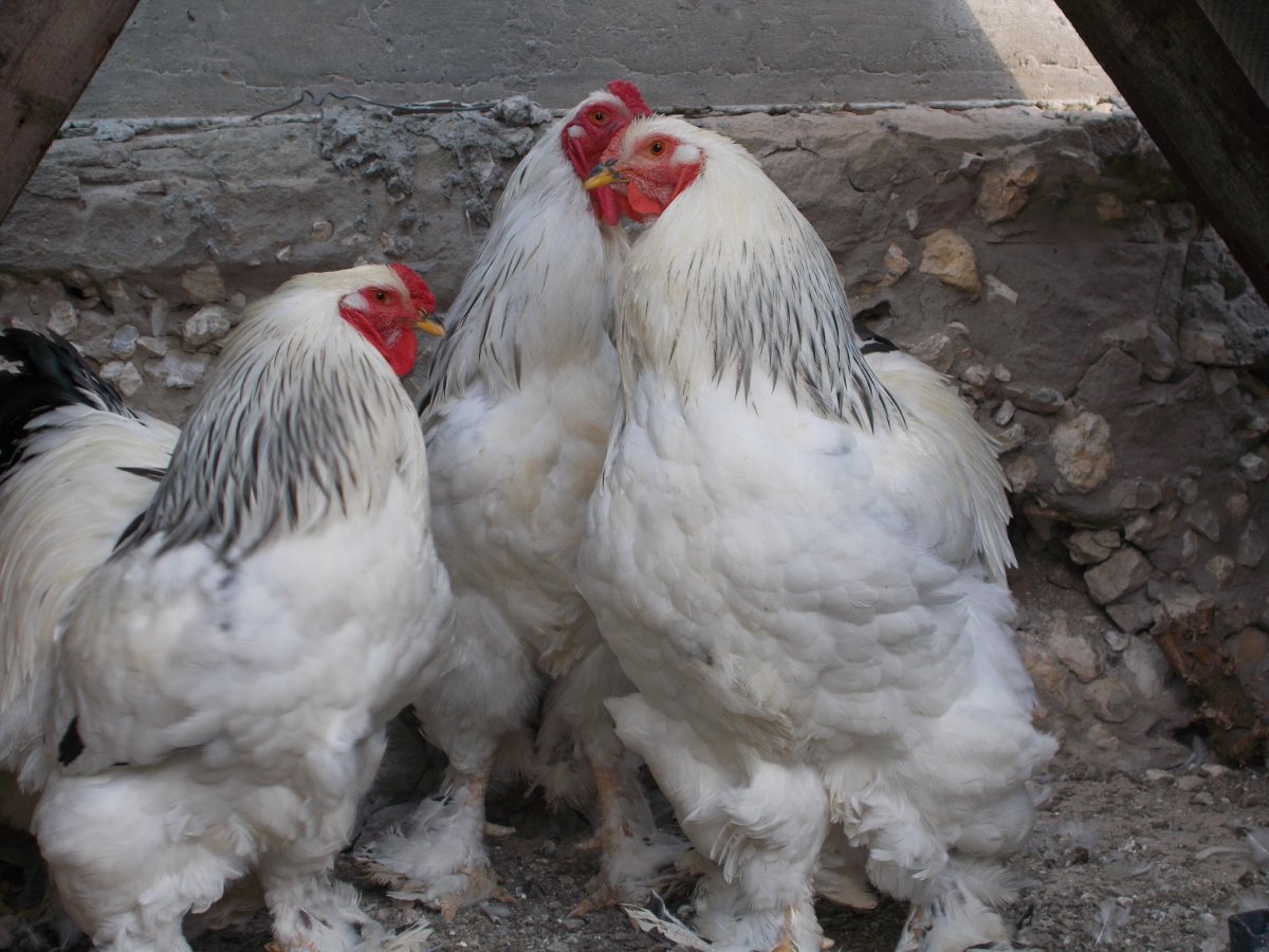 Куры Брама светлая
