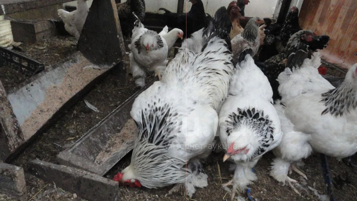 Куры Брама великаны