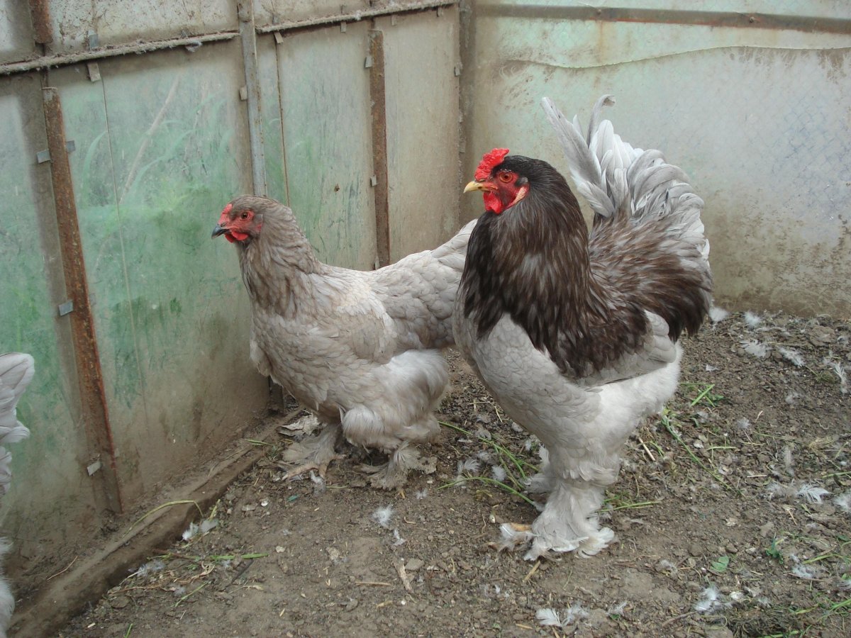 Цыплята Брама серебристая