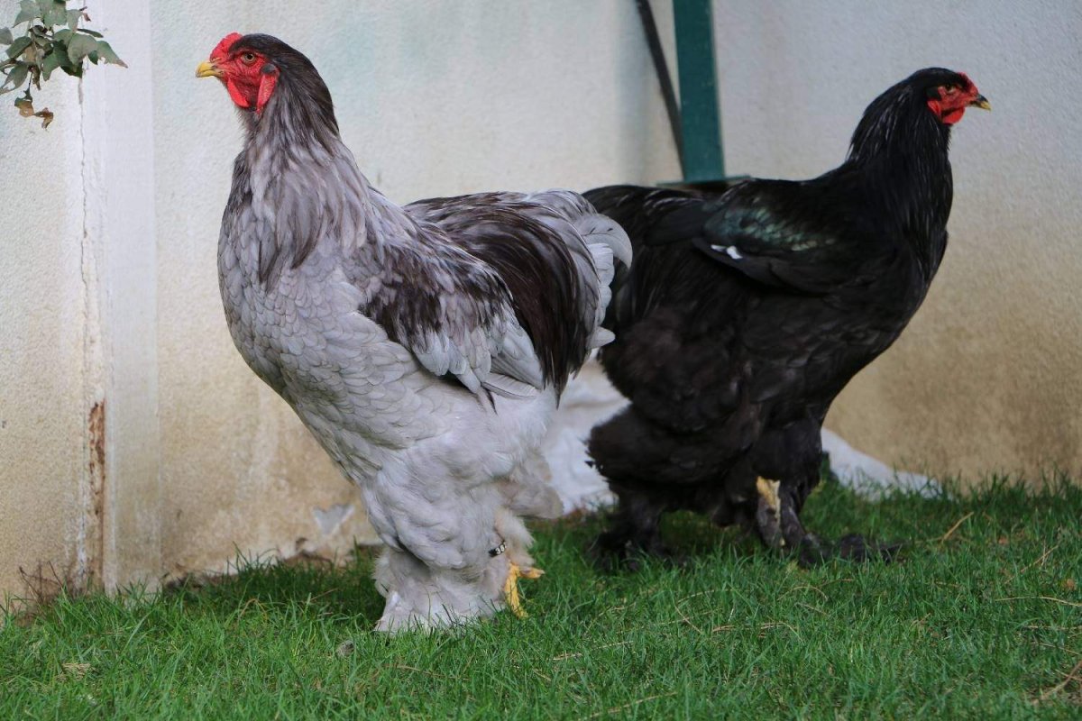 Куры Брама черные