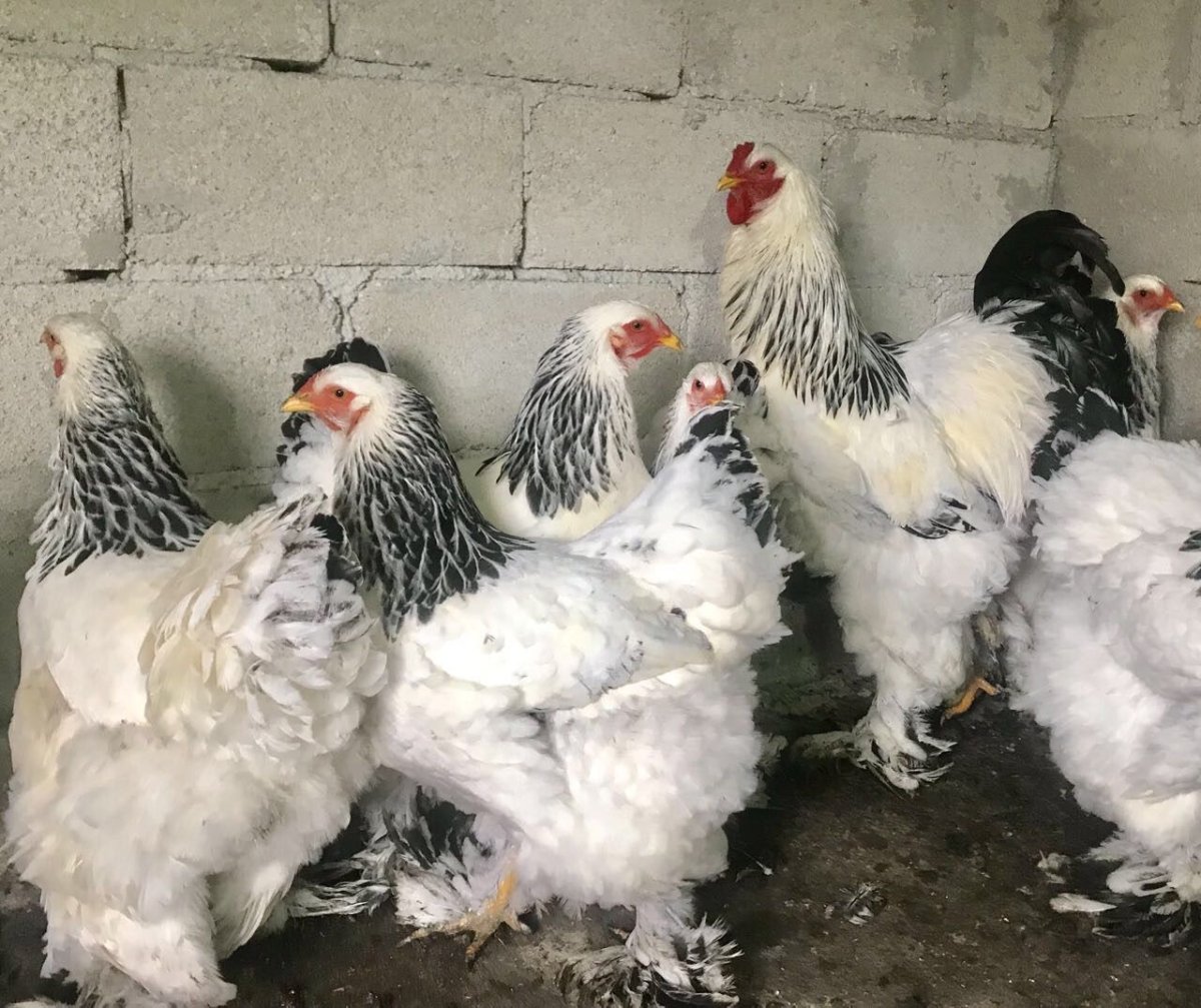 Суточные цыплята Брама колумбийская