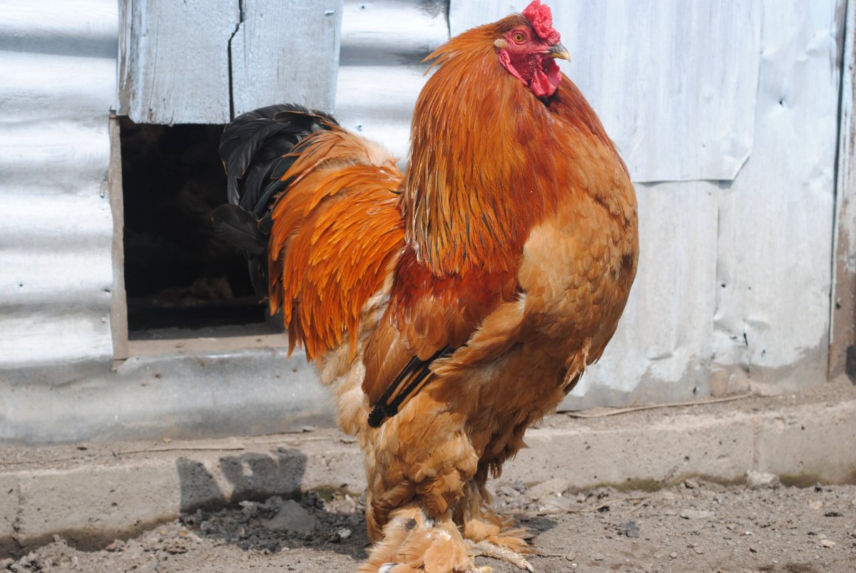 Петух породы Брама