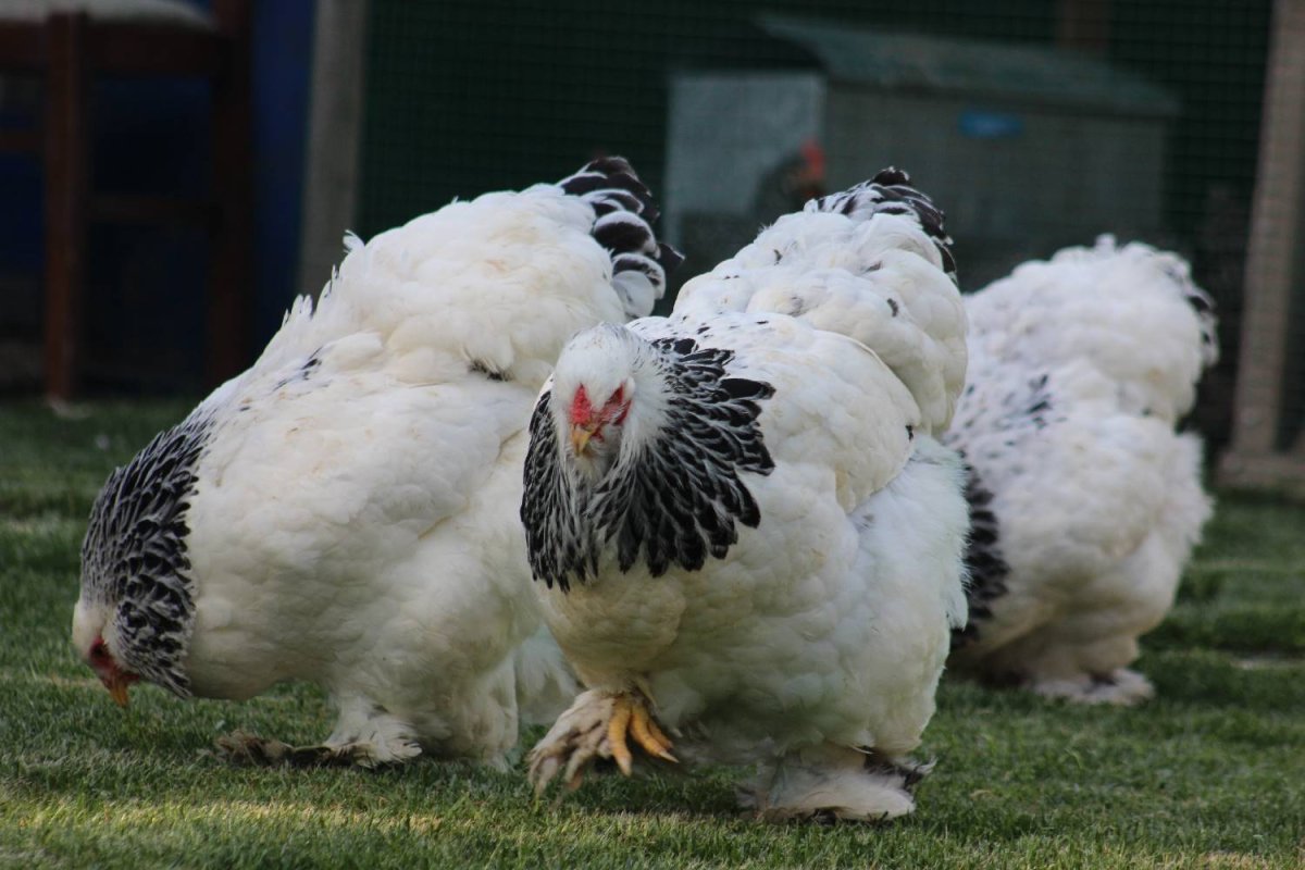 Брама колумбийская