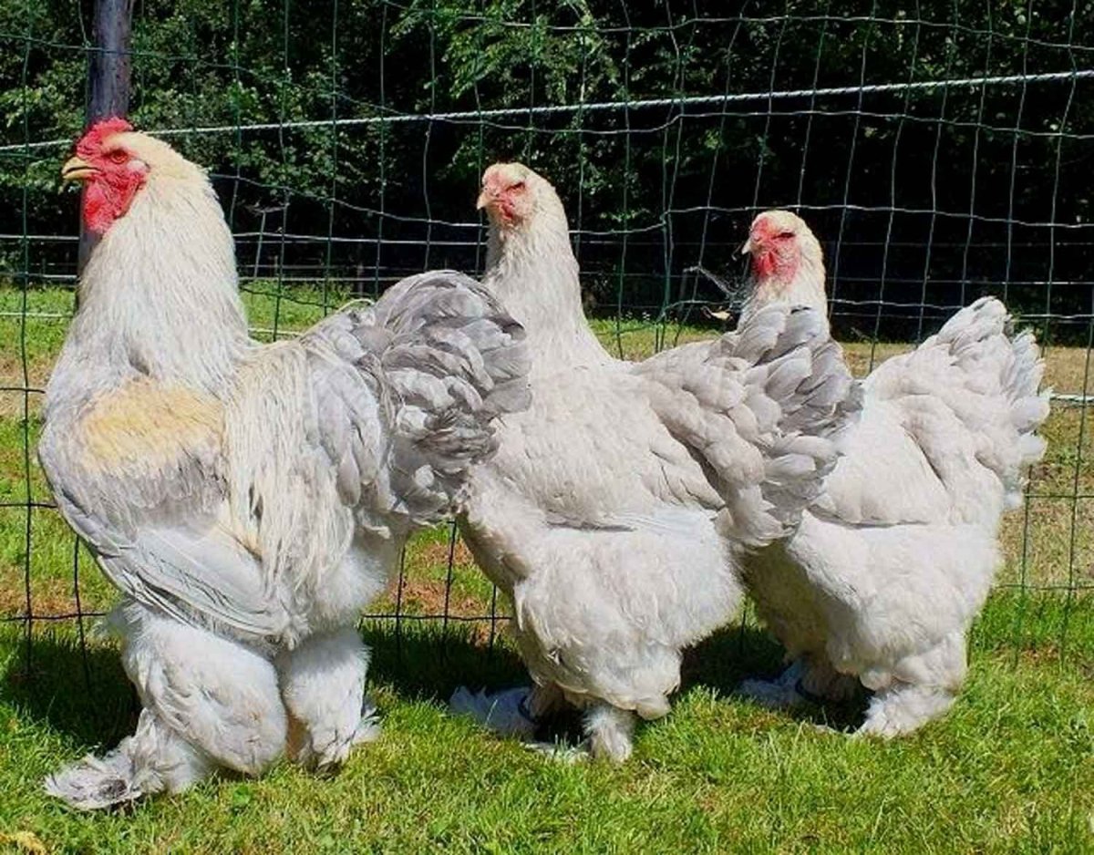 Брама Изабель куры