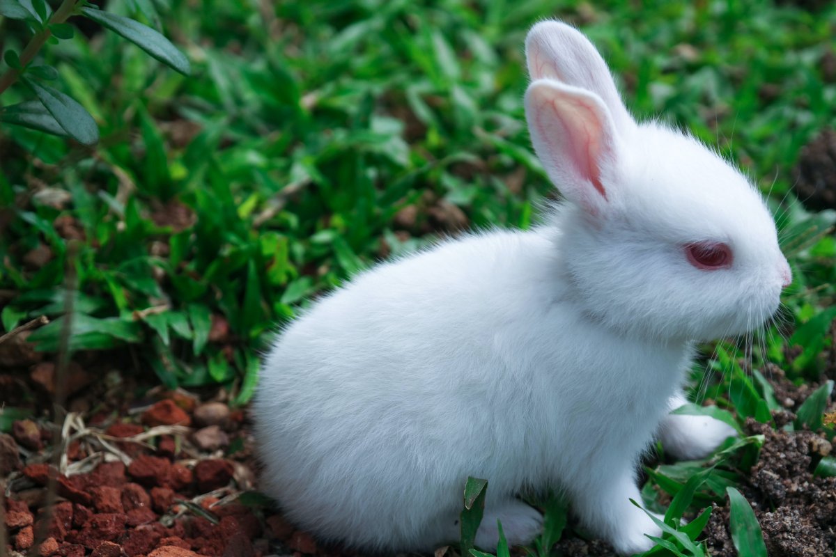 Кролик Альба