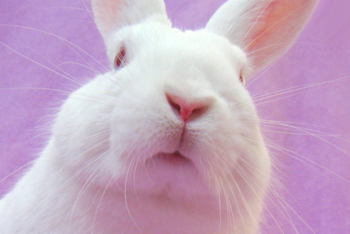 Альбинизм у кроликов