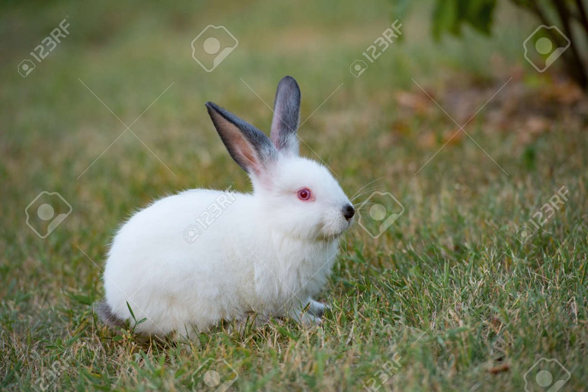 Кролик с черными ушами