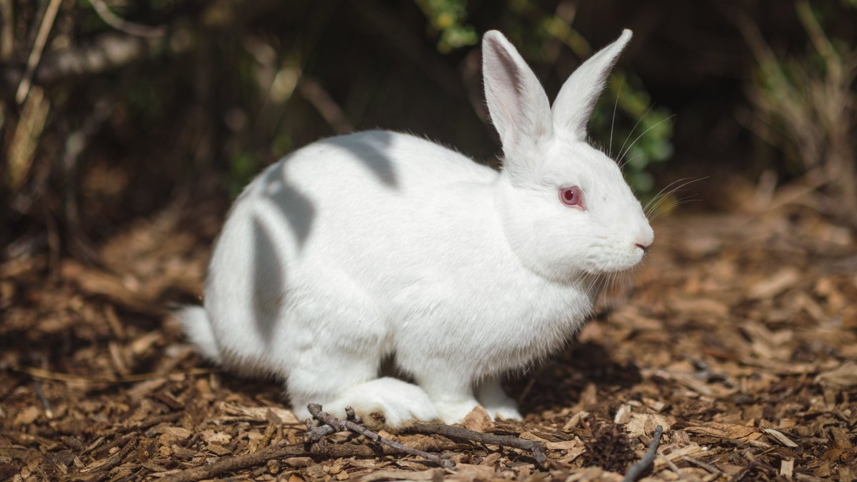 Новозеландский белый кролик