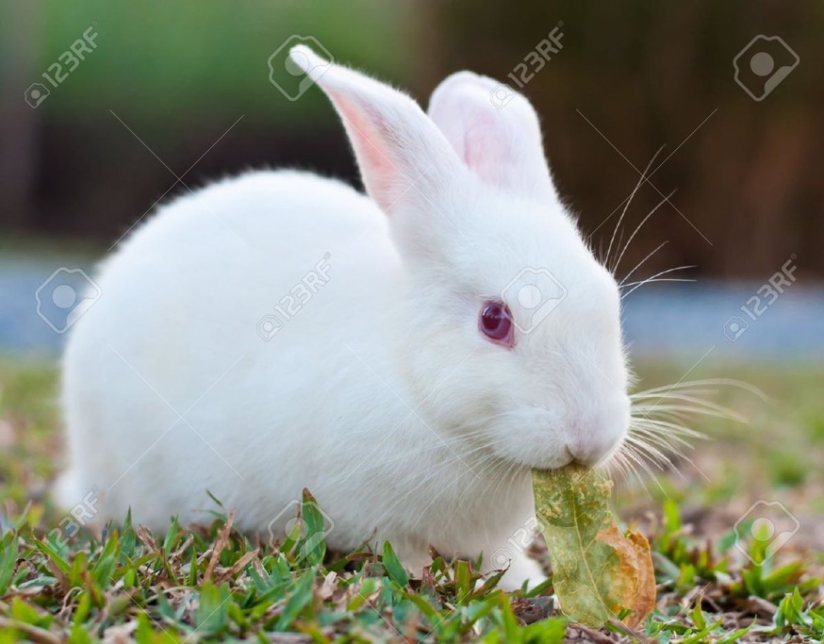 Белый кролик Thai